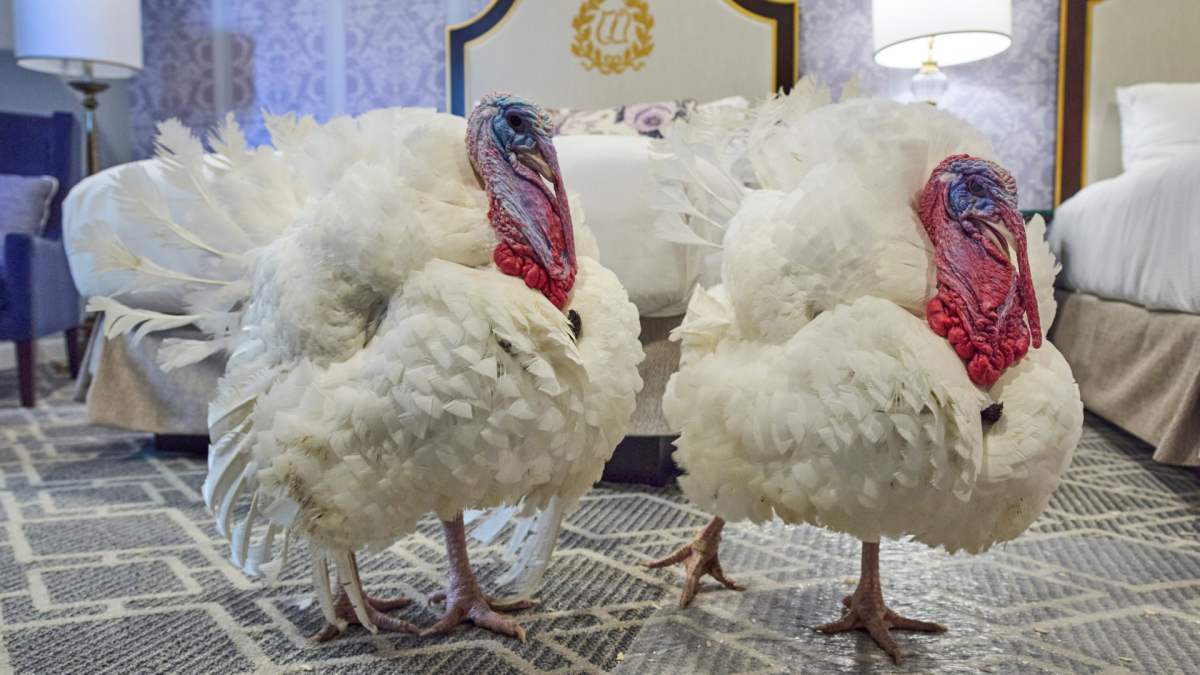 Thanksgiving Turkey Pardon